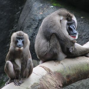 Drills (Mandrillus leucophaeus)