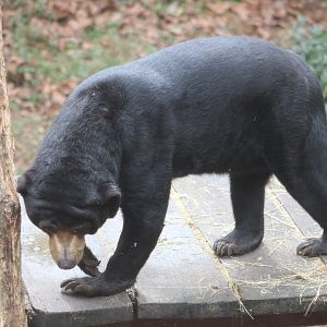 Malayan Sun Bear (H. m. malayanus)