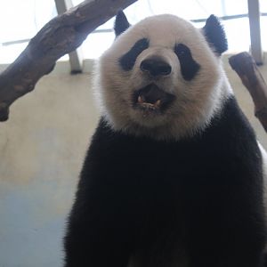 Giant Panda (Ailuropoda melanoleuca)