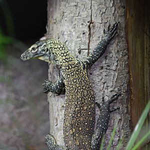 Komodo dragon juvenille