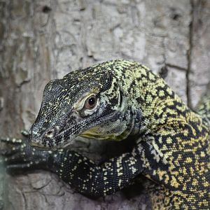 Komodo dragon juvenille