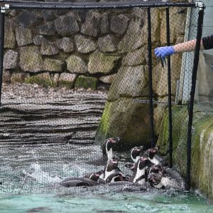 Humboldt penguins feeding