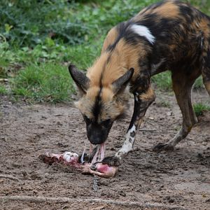 African painted dog