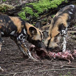 African painted dogs