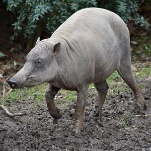 North Sulawesi babirusa