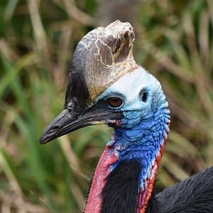 Southern cassowary