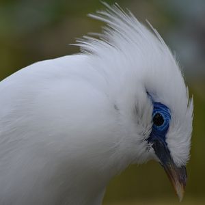 Bali myna