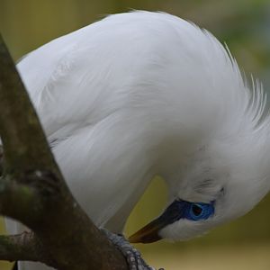 Bali myna