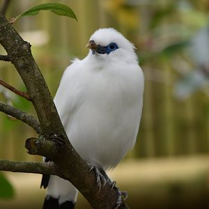 Bali myna