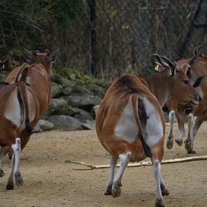 Javan banteng