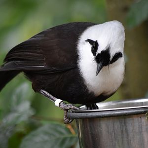 Sumatran laughingthrush