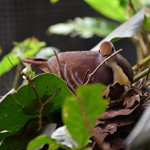 Cinnamon ground dove nesting