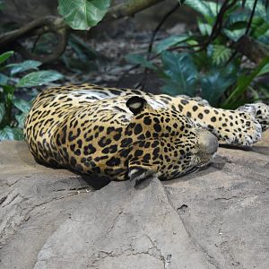 Jaguar "Napo"