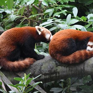 Nepalese red pandas
