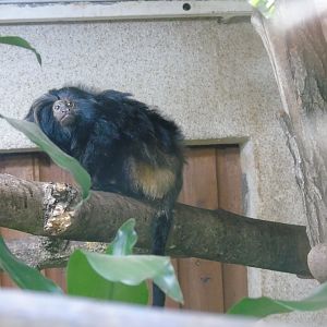 Black lion tamarin - July 2016