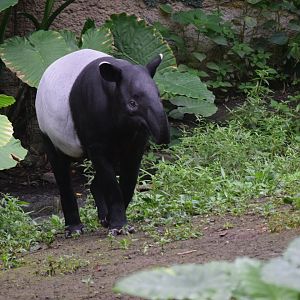 Malayan tapir - August 2019
