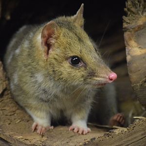 Eastern quoll - August 2019