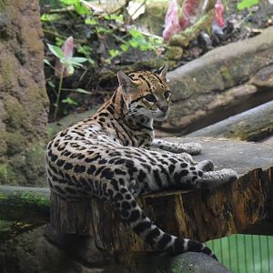 Ocelot - August 2019