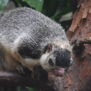 Grizzled giant squirrel - August 2019