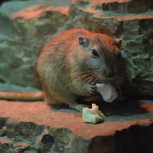 Fat sand rat - August 2019