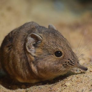 Round-eared sengi - August 2019