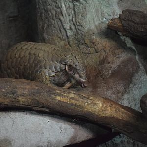 Chinese pangolin - August 2019
