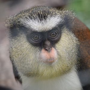 Mona monkey - August 2019