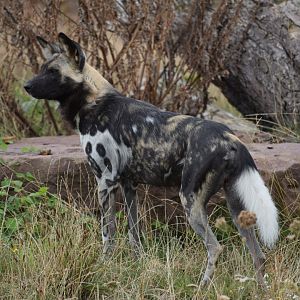African wild dog - August 2019