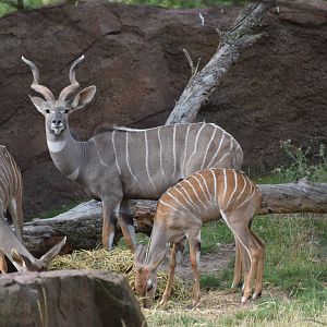 Lesser kudu - August 2019