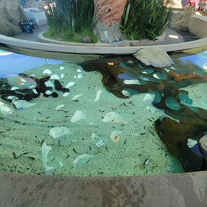 SeaWorld San Diego - Fish touch area