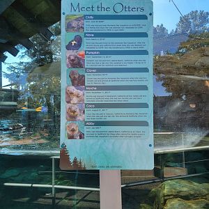 SeaWorld San Diego - Current sea otters, all rescued along the coast of California