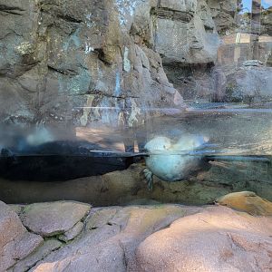 SeaWorld San Diego - Sea otters playing in the corner