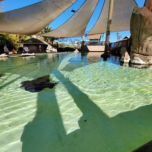 SeaWorld San Diego - Ray touch area
