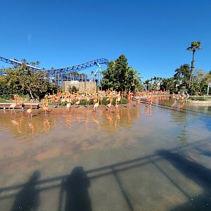 SeaWorld San Diego - American flamingos