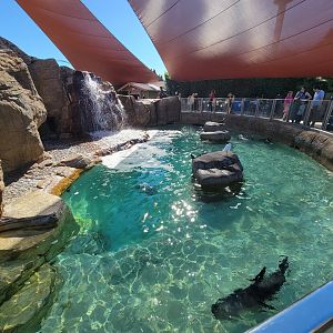 SeaWorld San Diego - California sea lion / harbor seal pool
