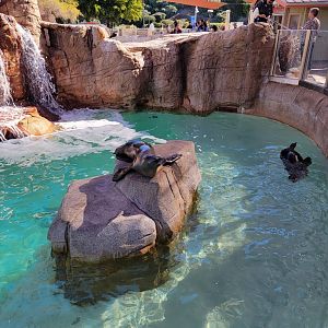 SeaWorld San Diego - California sea lion / harbor seal pool