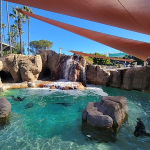 SeaWorld San Diego - California sea lion / harbor seal pool