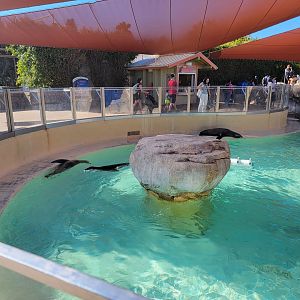 SeaWorld San Diego - California sea lions resting