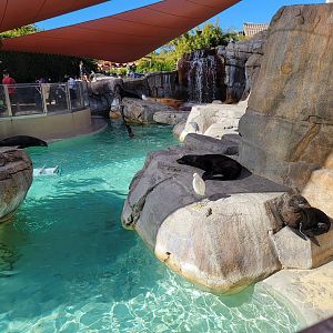 SeaWorld San Diego - Guadalupe fur seals and California sea lions