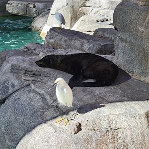 SeaWorld San Diego - Guadalupe fur seal and wild snowy egrets