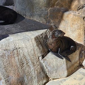 SeaWorld San Diego - Guadalupe fur seal