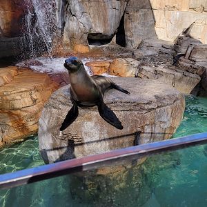 SeaWorld San Diego - California sea lion waiting to be tossed fish
