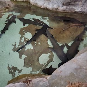 SeaWorld San Diego - Whitetip reef sharks and bamboo sharks