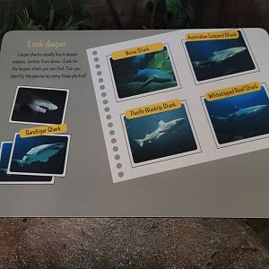 SeaWorld San Diego - Shark building sign for larger species