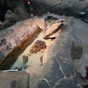 SeaWorld San Diego - Tidepool/juvenile fish
