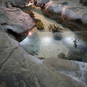 SeaWorld San Diego - Tidepool/juvenile fish
