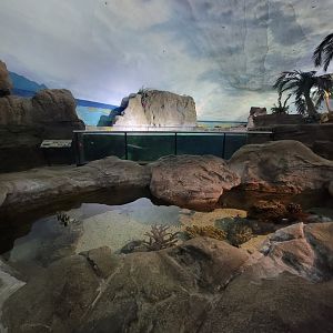 SeaWorld San Diego - Tidepool in front of bonnethead shark tank