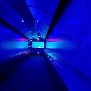 SeaWorld San Diego - Path to underwater viewing for sharks