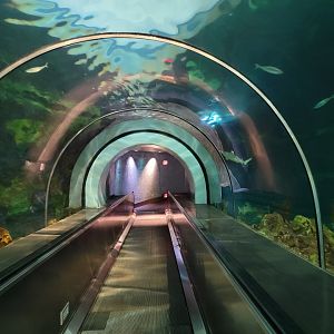 SeaWorld San Diego - Shark building underwater tunnel