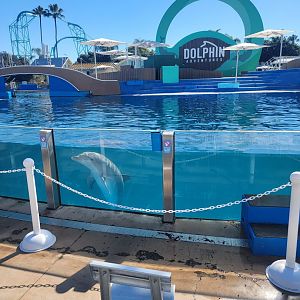 SeaWorld San Diego - Bottlenose dolphin watching people arrive for the show :)